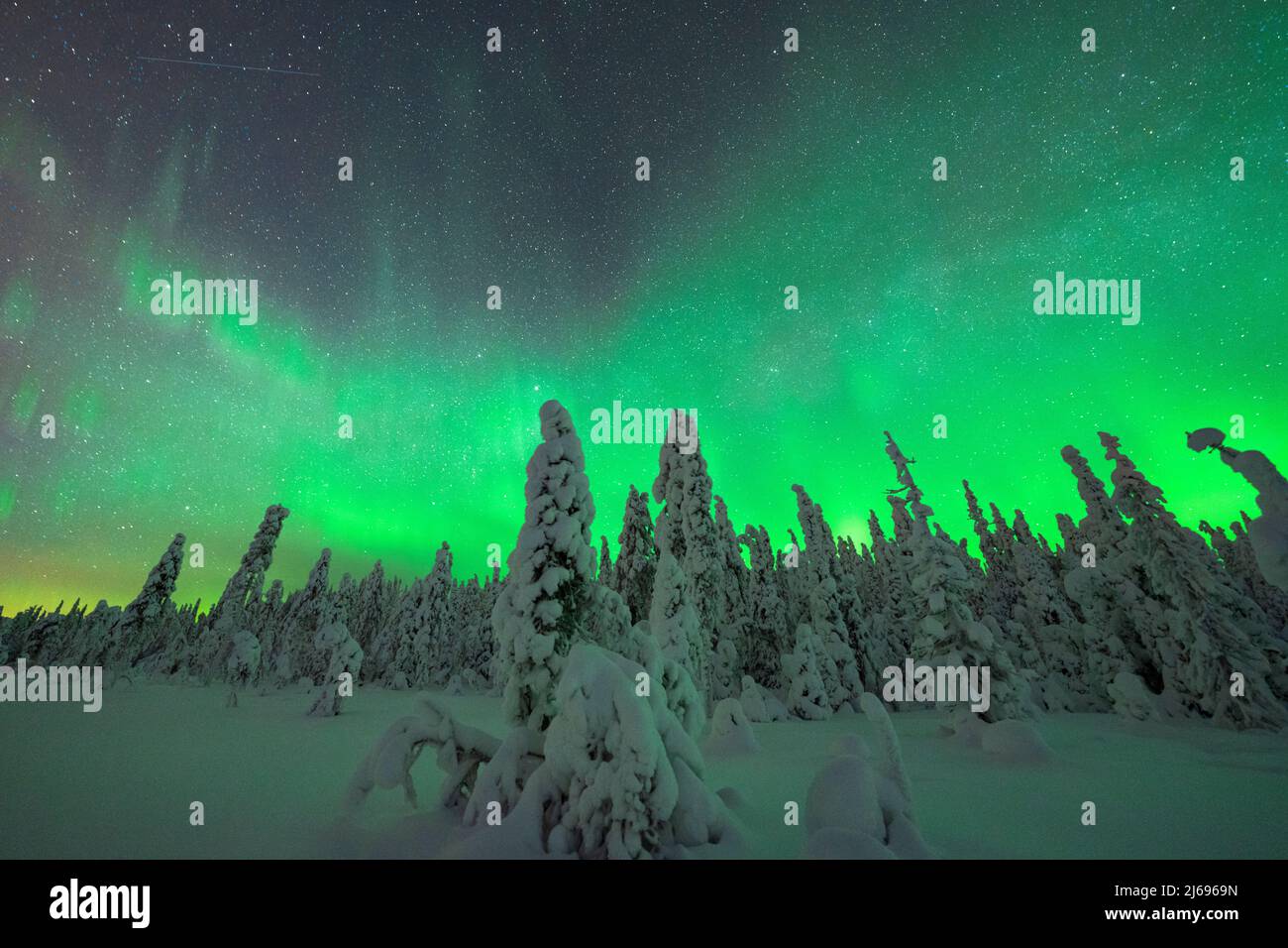 Grüne Lichter der Nordlichter (Aurora Borealis) über gefrorenen Bäumen, die mit Schnee bedeckt sind, ISO Syote, Lappland, Finnland, Europa Stockfoto