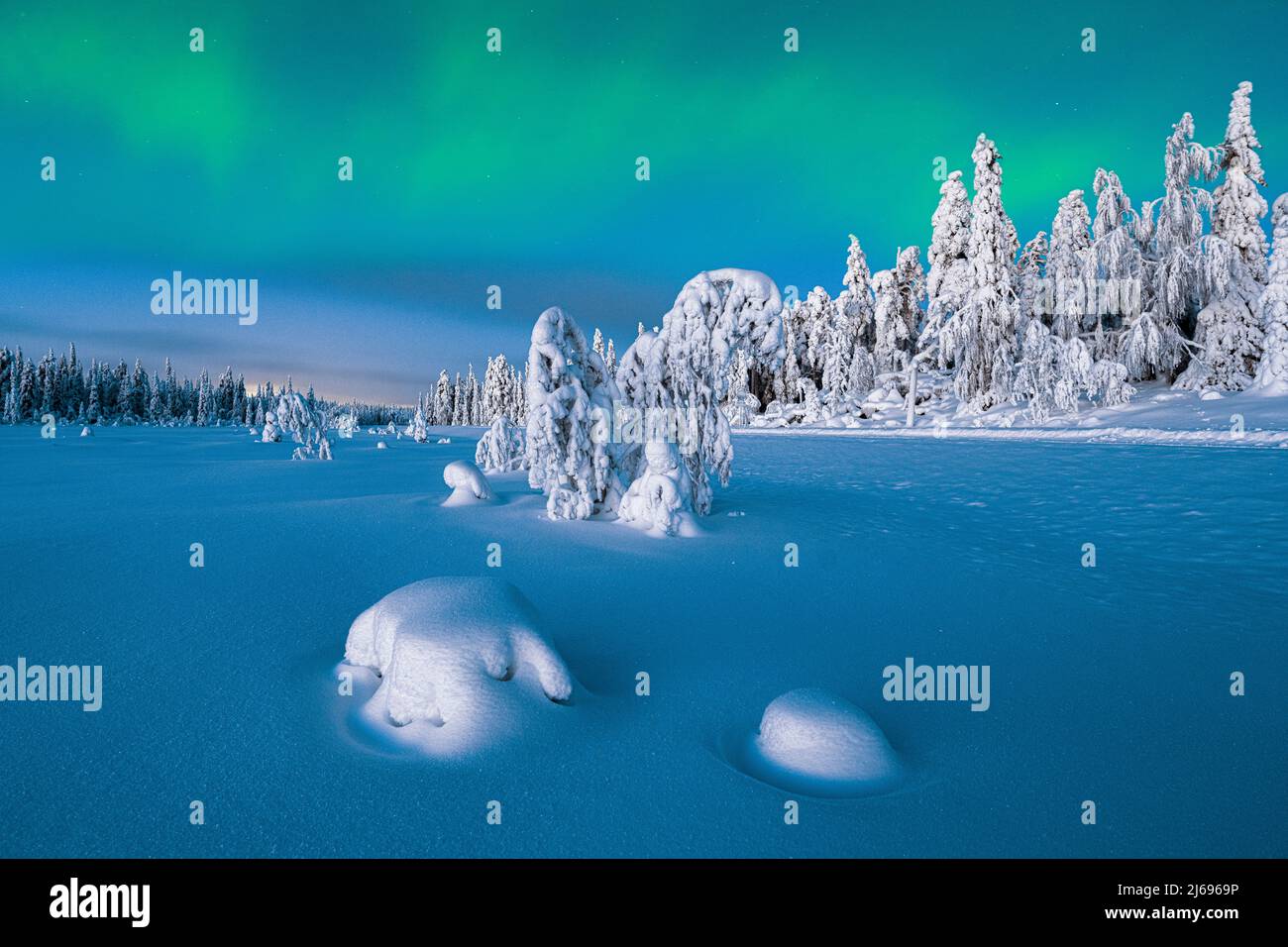 Nordlichter (Aurora Borealis) über gefrorenen Fichten, die in der Abenddämmerung mit Schnee bedeckt sind, Lappland, Finnland, Europa Stockfoto