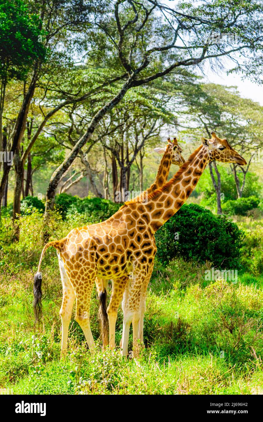 Giraffen in einem lokalen Elefanten- und Giraffenschutzgebiet, Kenia, Ostafrika, Afrika Stockfoto
