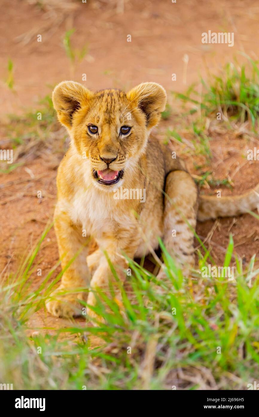 Löwenjunge, Maasai Mara National Reserve, Kenia, Ostafrika, Afrika Stockfoto