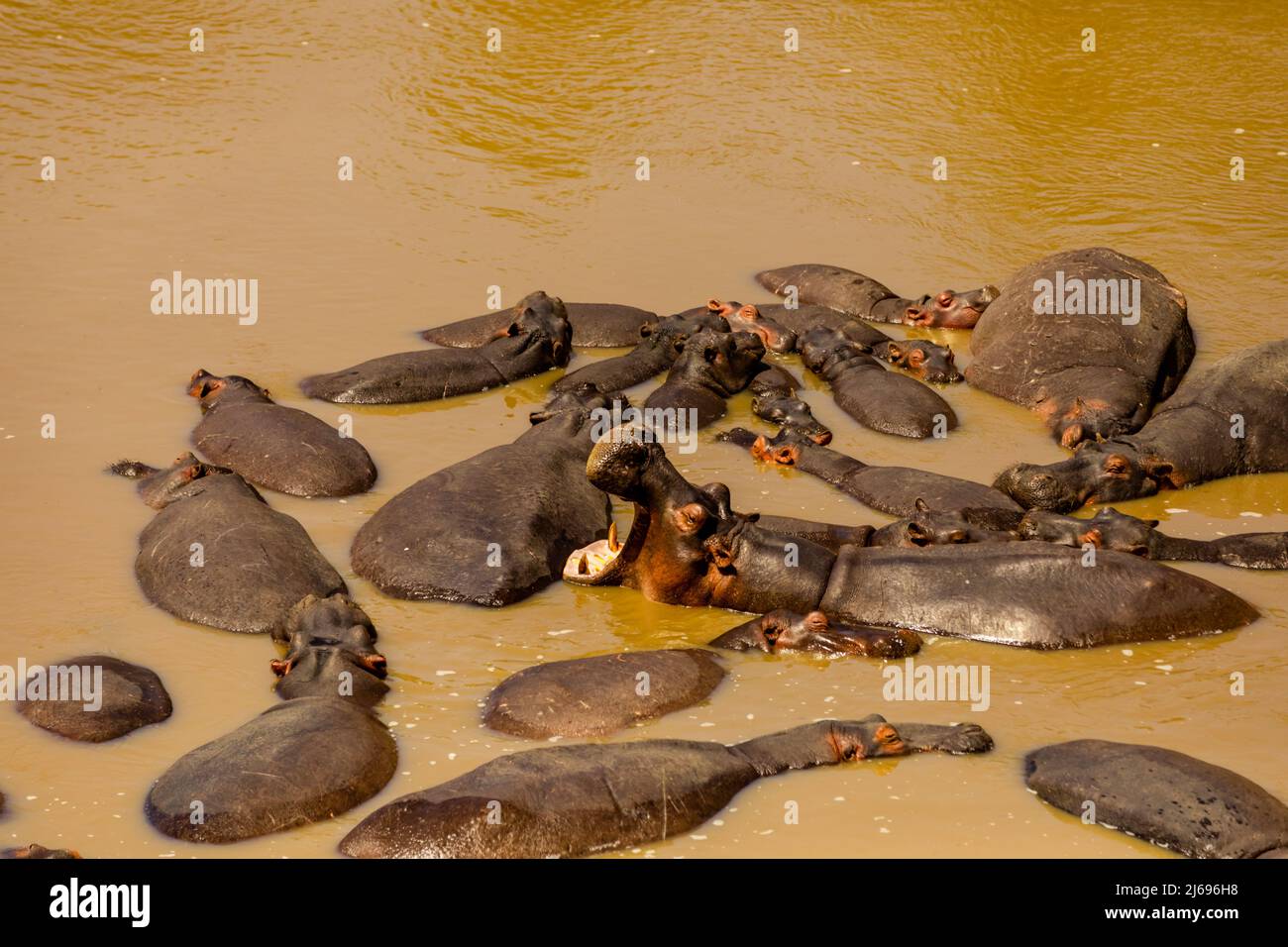 Nilpferde genießen das Wasser auf einer Safari im Maasai Mara National Reserve, Kenia, Ostafrika, Afrika Stockfoto