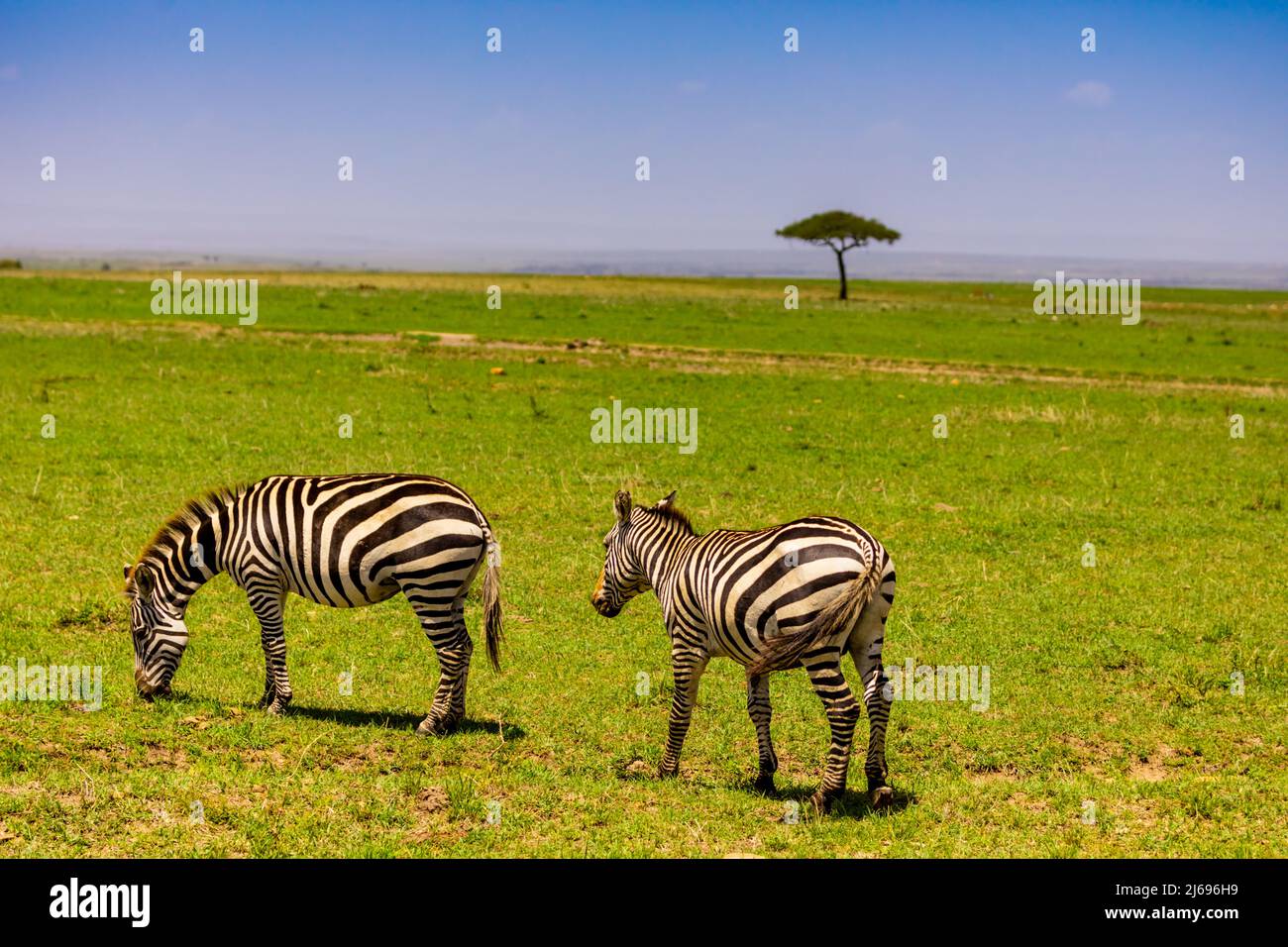 Zebras im Maasai Mara National Reserve, Kenia, Ostafrika, Afrika Stockfoto