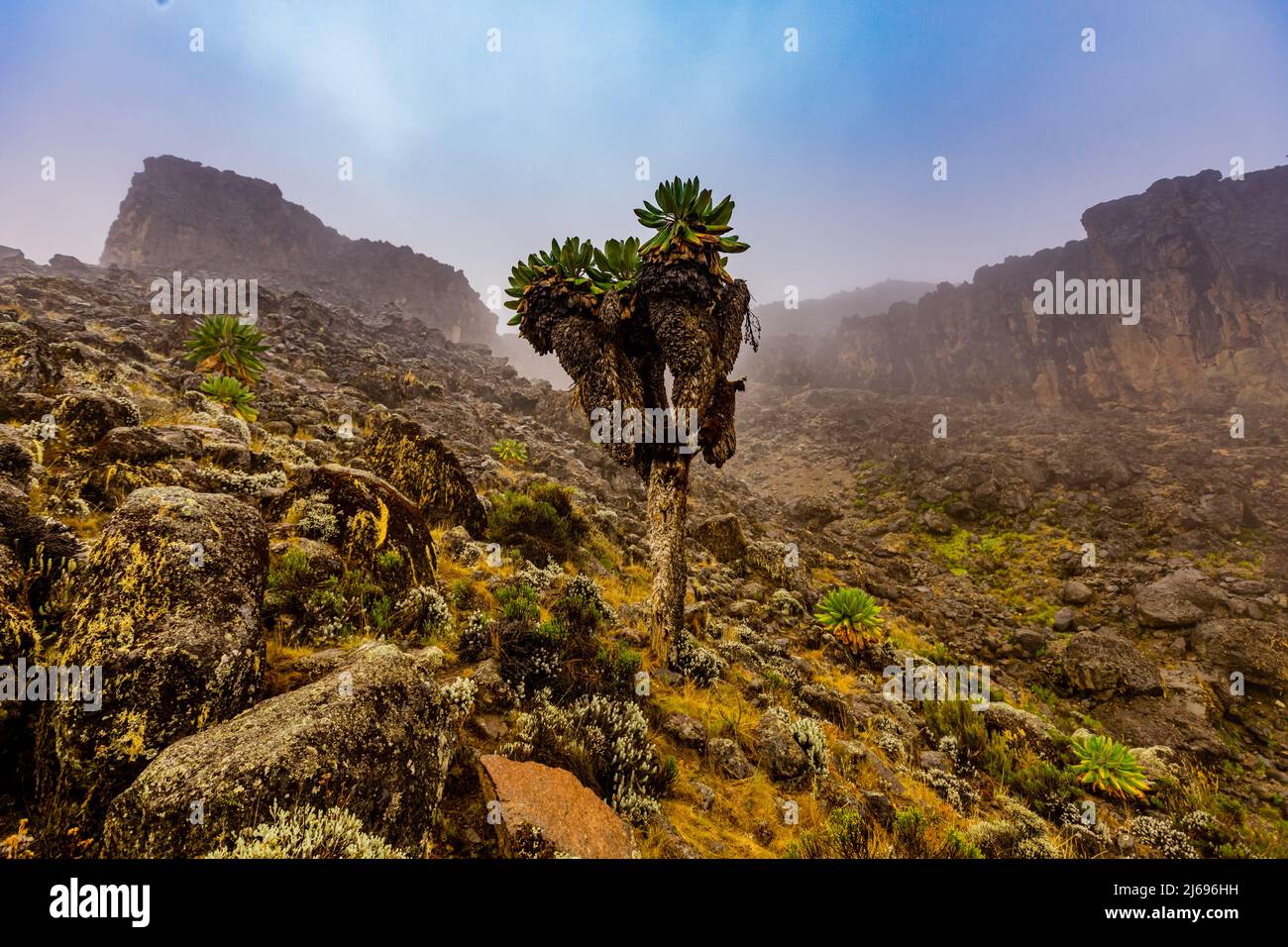 Blick auf die Bergpfade auf dem Weg zum Kilimandscharo, UNESCO-Weltkulturerbe, Tansania, Ostafrika, Afrika Stockfoto