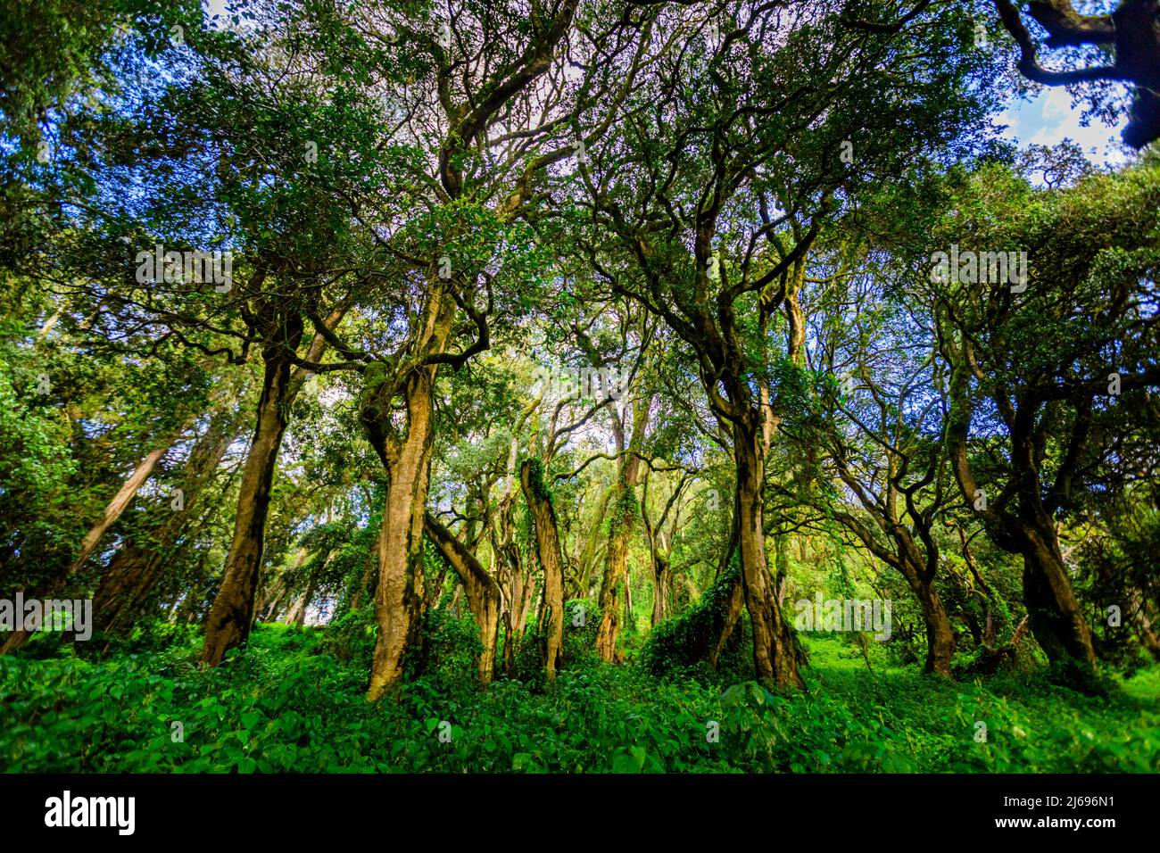 Schöner grüner Wald auf dem Weg zum Kilimandscharo, Tansania, Ostafrika, Afrika Stockfoto