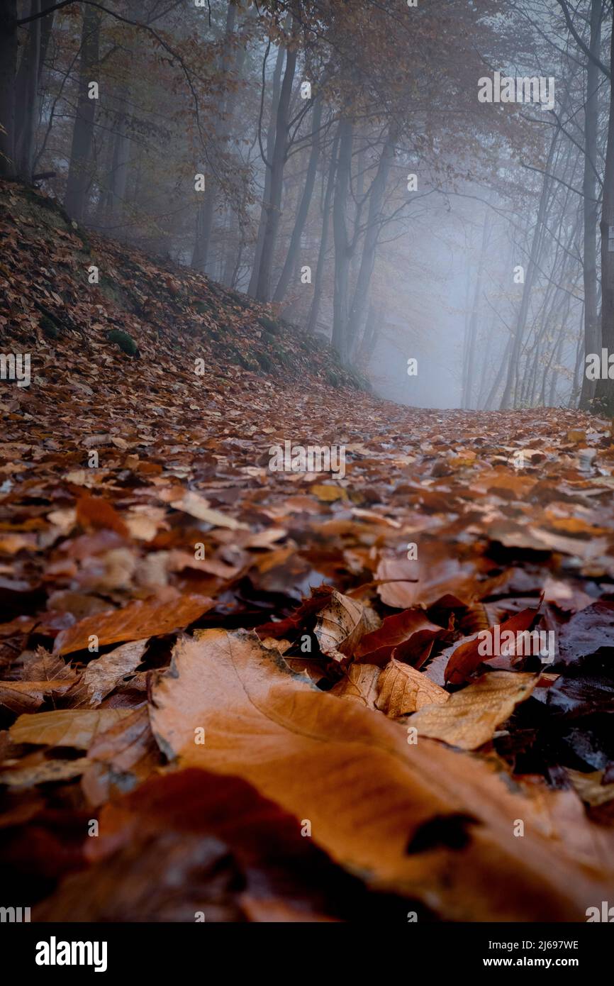 Trail im Wald an einem nebligen Tag, der von abgestorbenen Blättern bedeckt ist, Rheinland-Pfalz, Deutschland Stockfoto