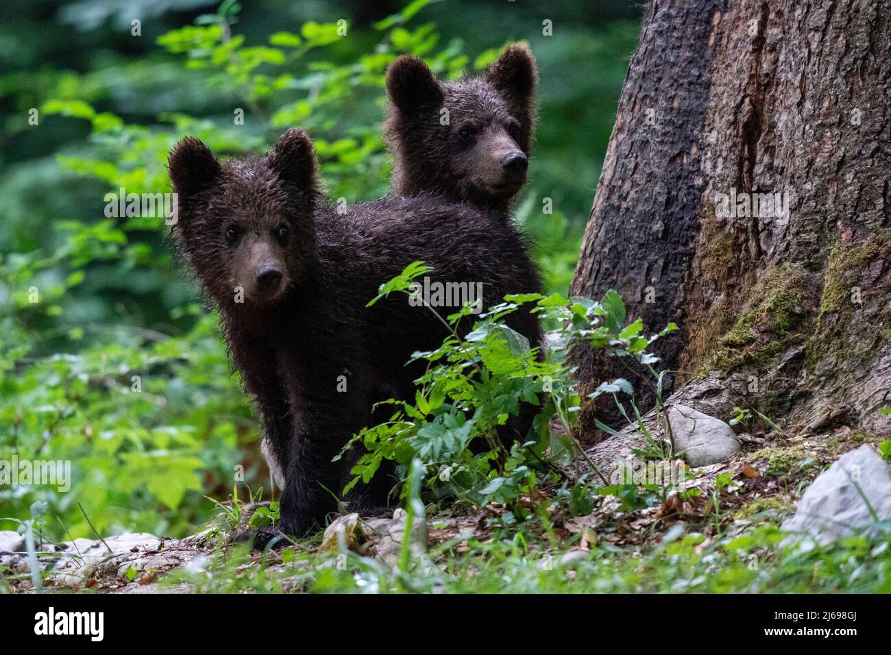 Europäische Braunbärenjungen (Ursus arctos), Notranjska-Wald, Slowenien, Europa Stockfoto