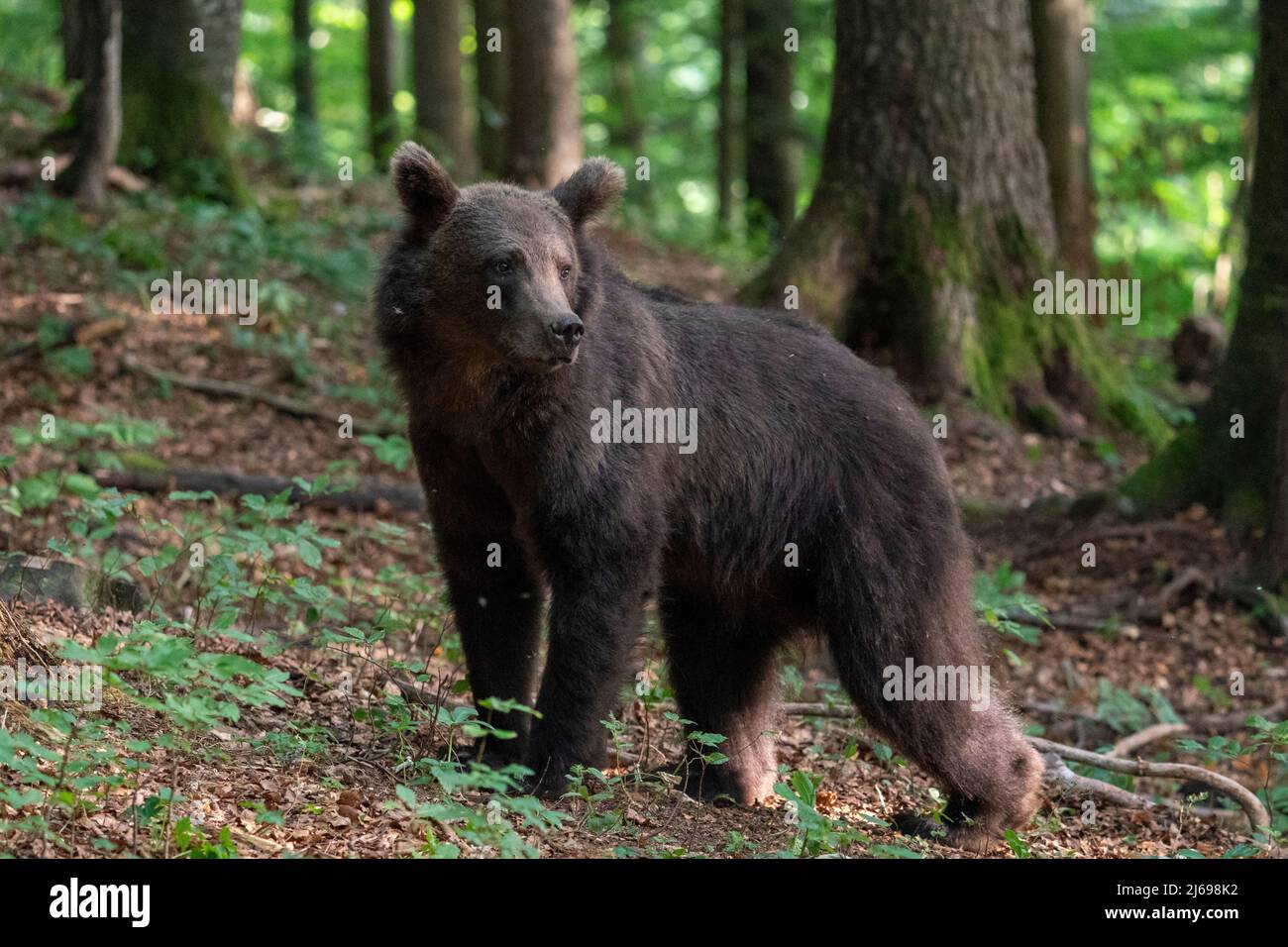 Europäische Braunbär (Ursus arctos), Notranjska Wald, Slowenien, Europa Stockfoto