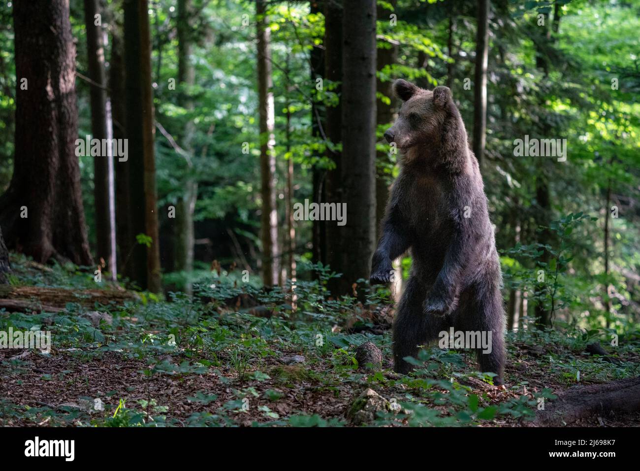 Europäische Braunbär (Ursus arctos), Notranjska Wald, Slowenien, Europa Stockfoto