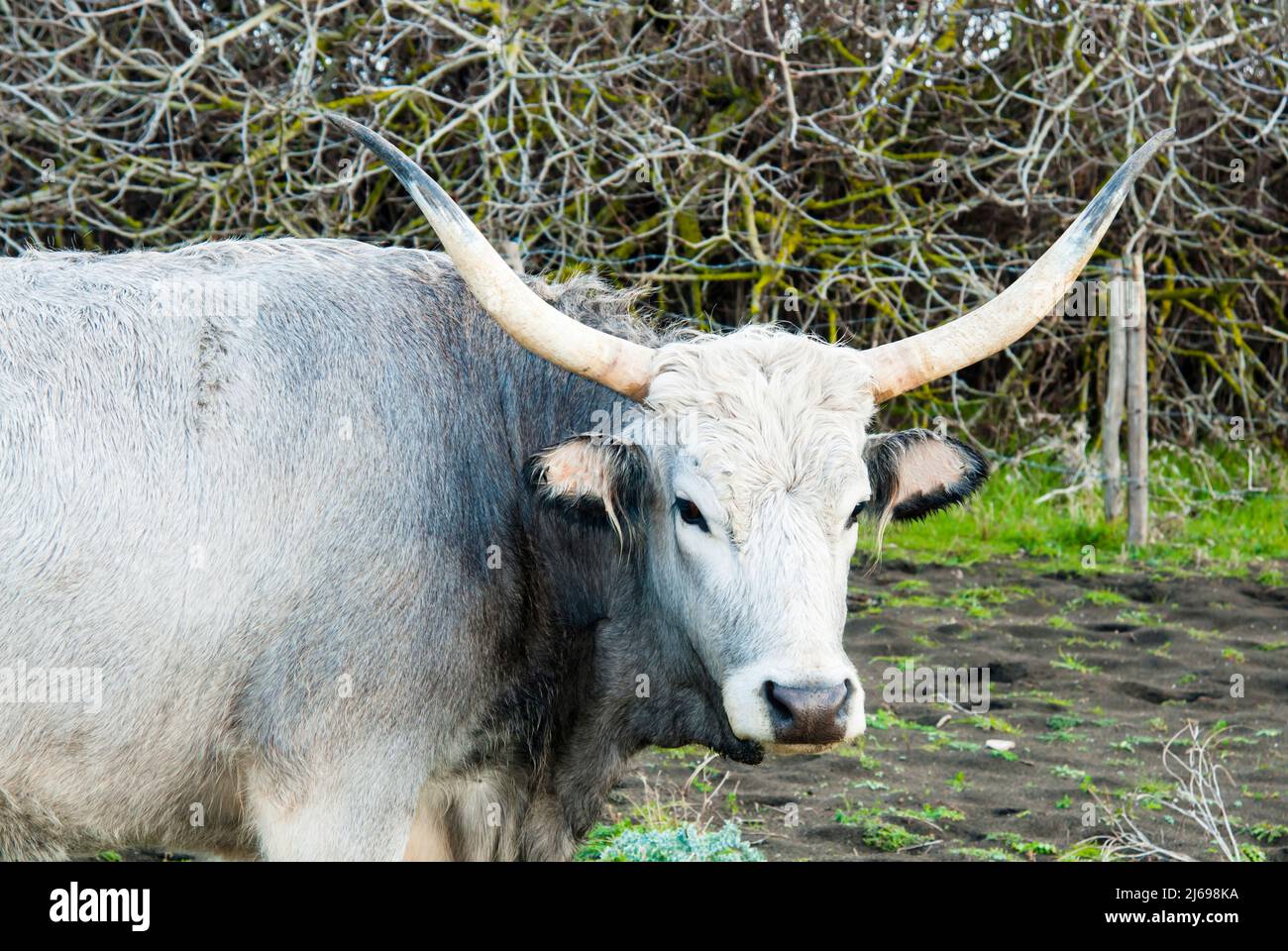Maremmana Kuh, Provinz Grosseto, Maremma, Toskana, Italien Stockfoto