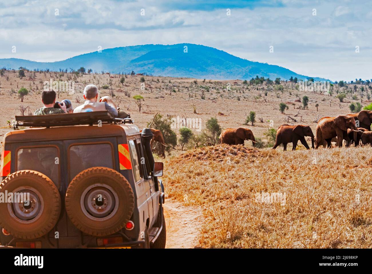 Touristen im Busch, Elephnats (Loxodonta africana), Lualenyi Ranch, Taita-Taveta County, Kenia, Ostafrika, Afrika Stockfoto