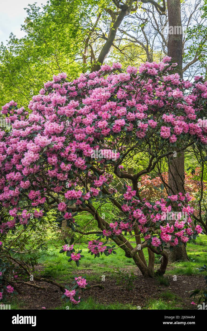 Rhododendronbaum in Isabella Plantation, Richmond Park, London, England, UK Stockfoto