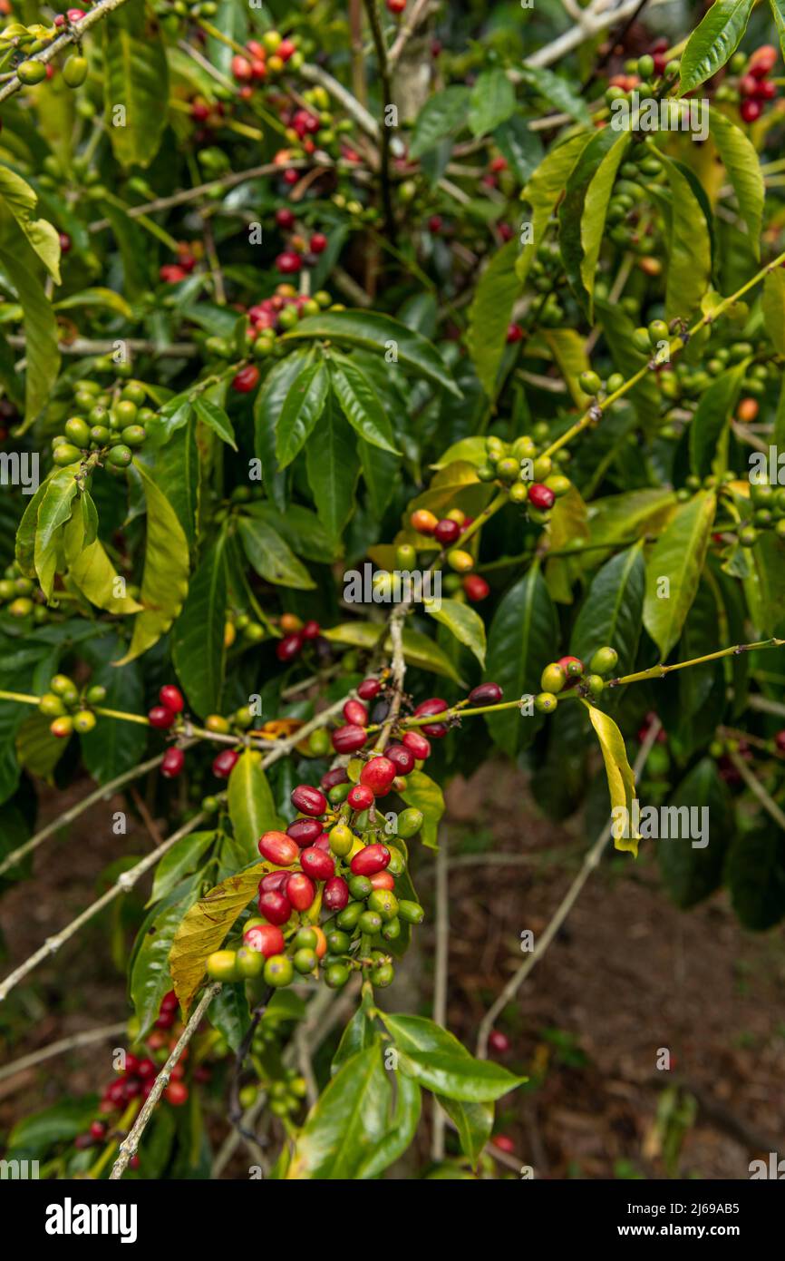 Eine Bio-Kaffeefarm in den Bergen von Panama, mit roten Kaffeekirschen bereit für die Ernte, Chiriqui Hochland, Panama Stockfoto