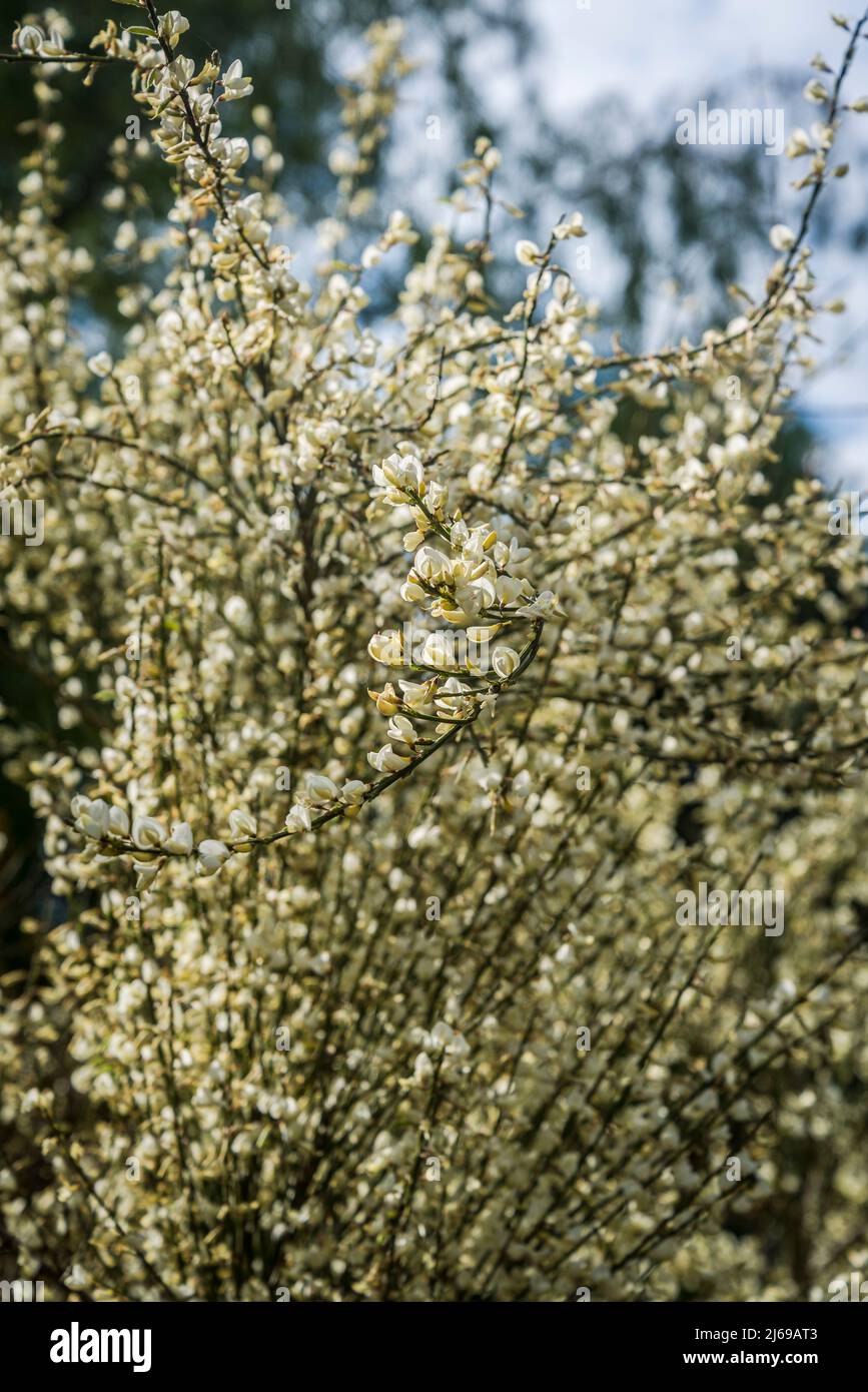 Weiß blühende Heidekraut Stockfoto