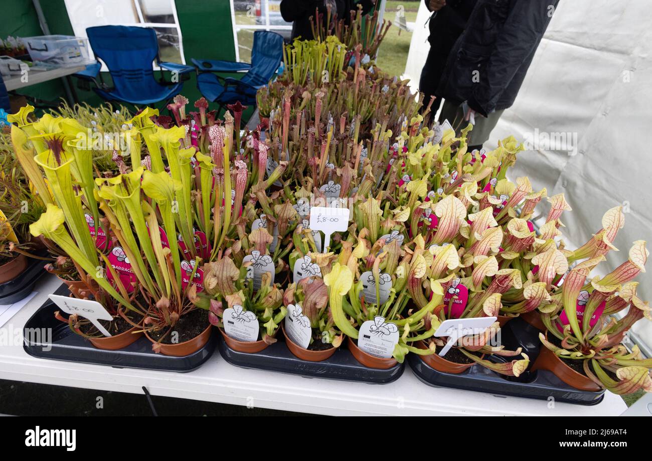 Fleischfressende Pflanzen zum Verkauf in Großbritannien; Ein Marktstand, der Insektenfressende Pflanzen verkauft, Suffolk in Großbritannien Stockfoto