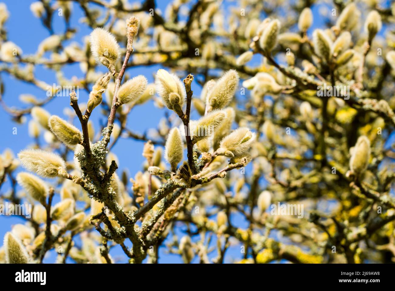 Knospen einer Magnolie, Deutschland, Europa Stockfoto