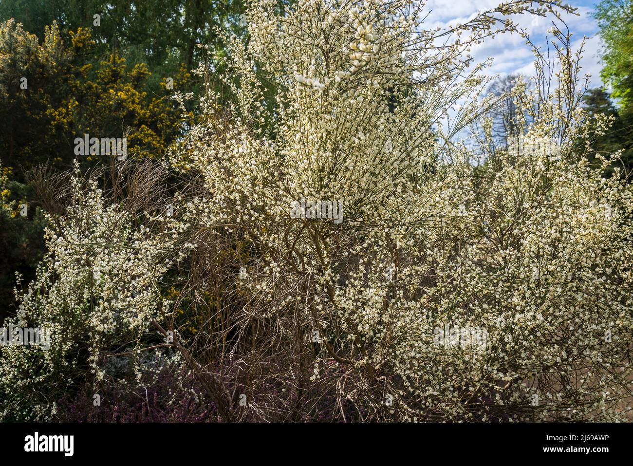 Weiß blühende Heidekraut Stockfoto
