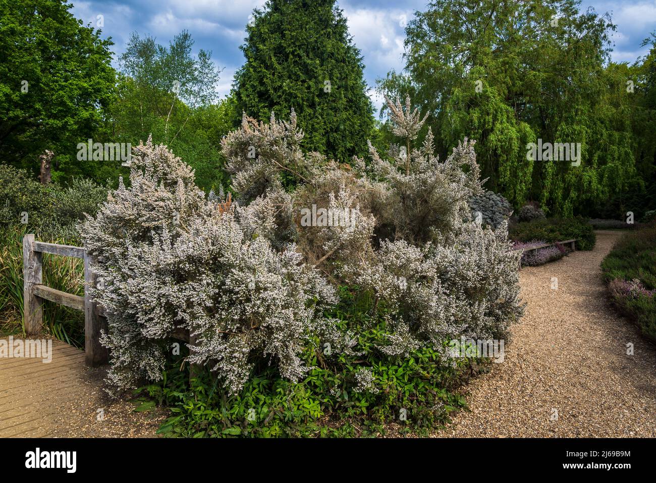Weiß blühende Heidekraut in Isabella Plantation, Richmond Park, London, England, Großbritannien Stockfoto
