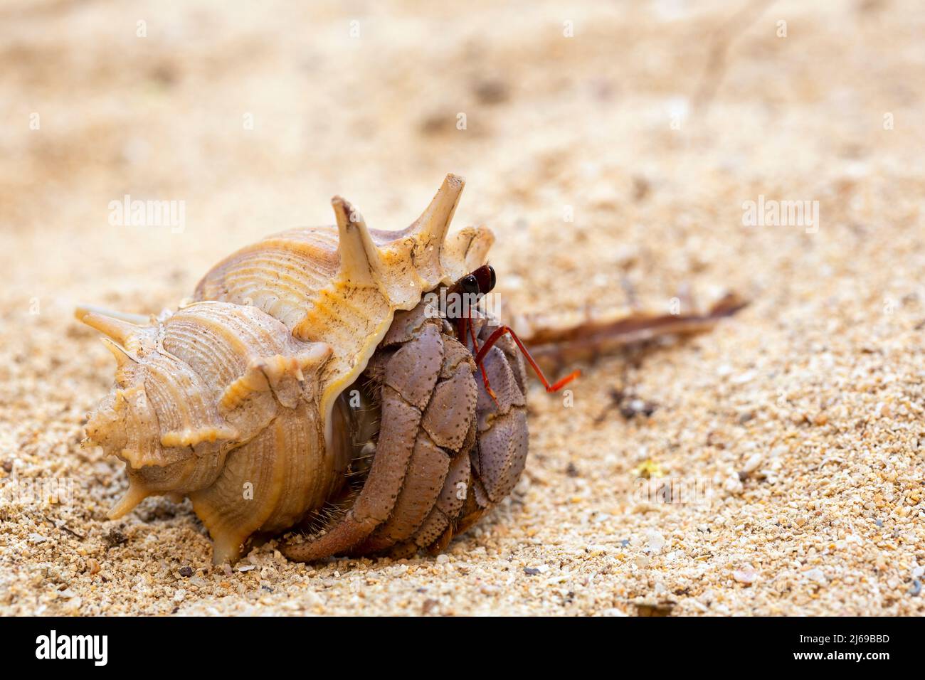 Windkrabbe oder Krabbengeist ist eine kleine Seekrabbe der Gattung Ocypode aus der Familie Ocypodidae, die gleiche Art wie die Krabbe. Sie kommen normalerweise herauf, um zu bilden Stockfoto