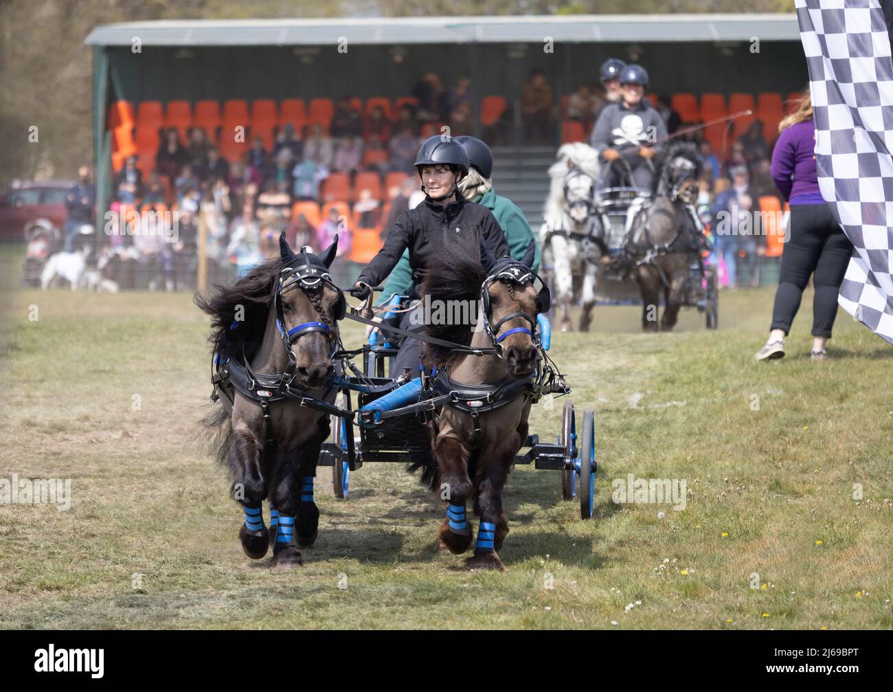 Equine Sport UK; Scury Racing UK; zwei Ponys ziehen eine Kutsche, East Anglian Game & Country Fair, Euston Estate bei Thetford, Suffolk, UK Stockfoto