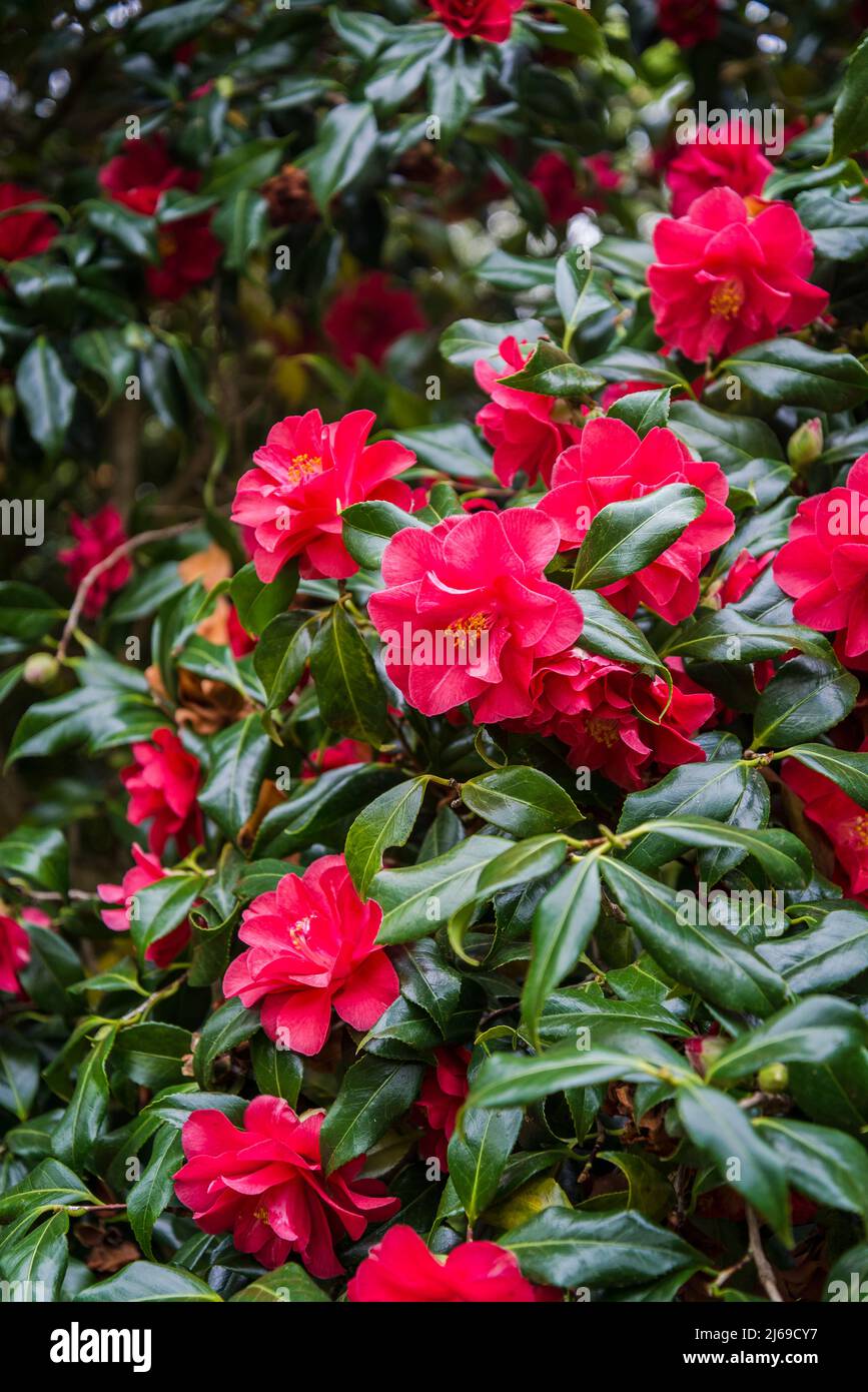 Camellia japonica „Lady Vansittart“ Rot Stockfoto