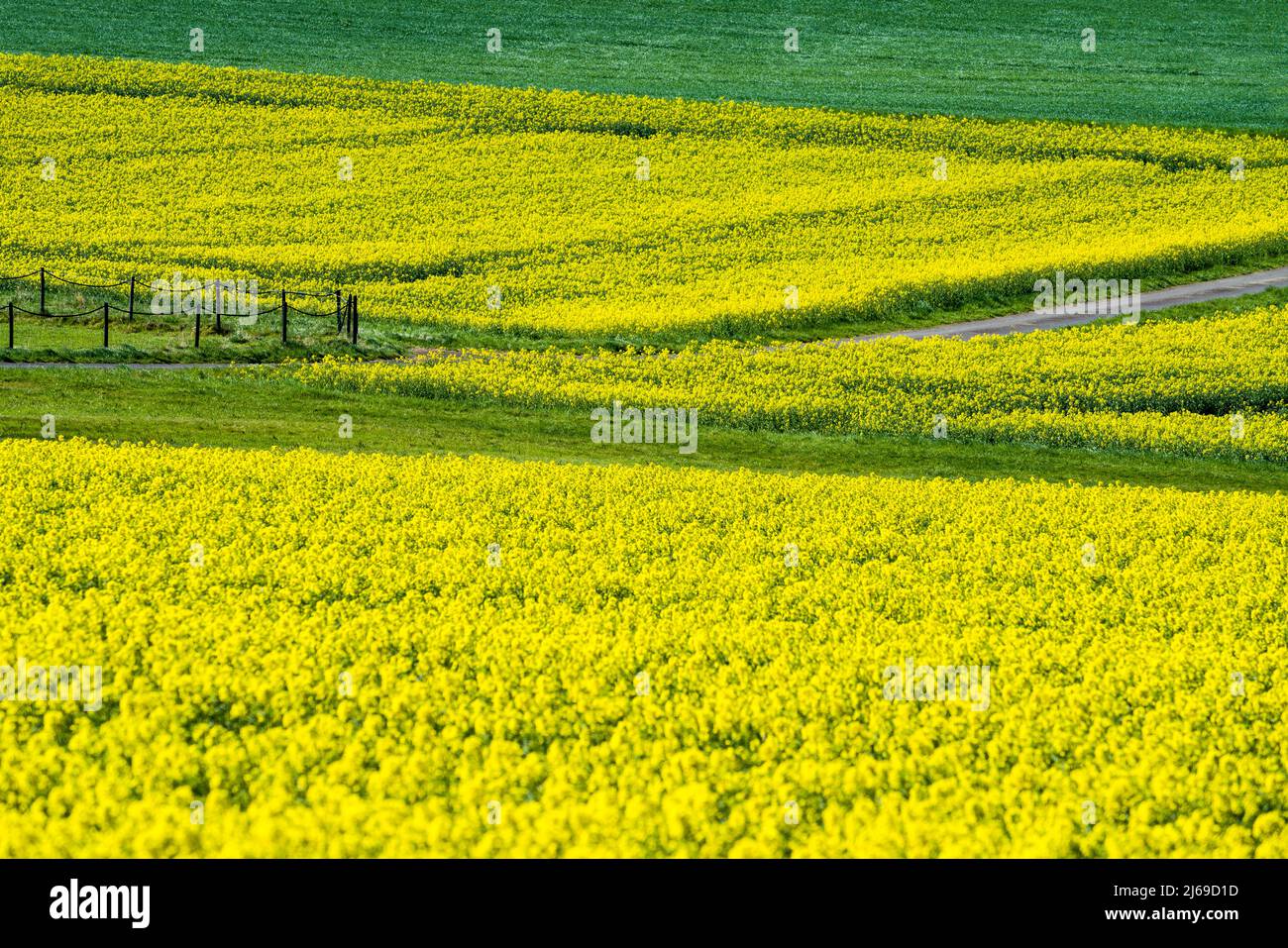 Landschaft mit Rapsfeldern bei Gewissenruh, Wesertal, Weserbergland, Hessen, Deutschland Stockfoto