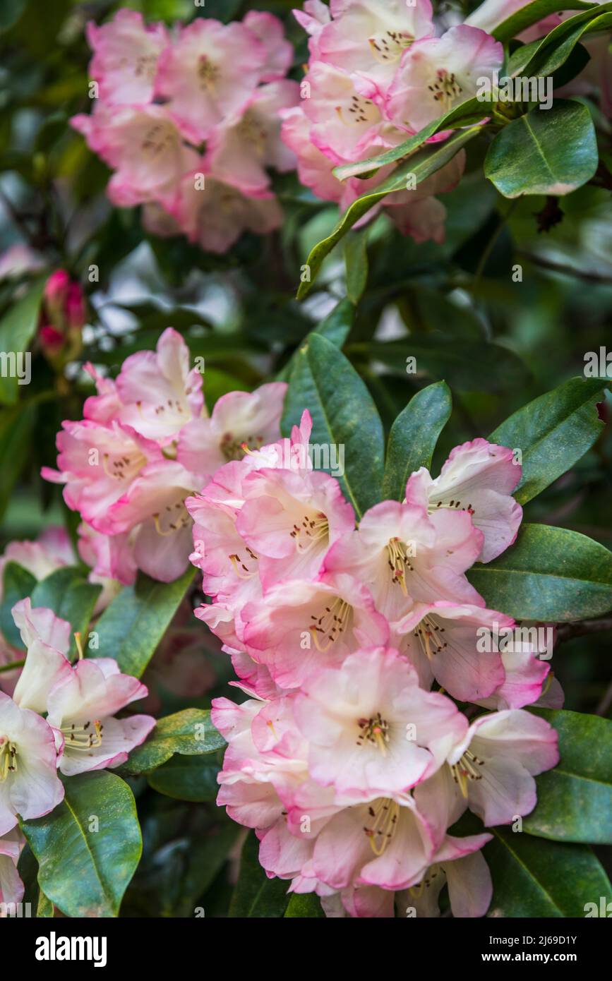 Rhododendron „Margaret Bean“ Stockfoto