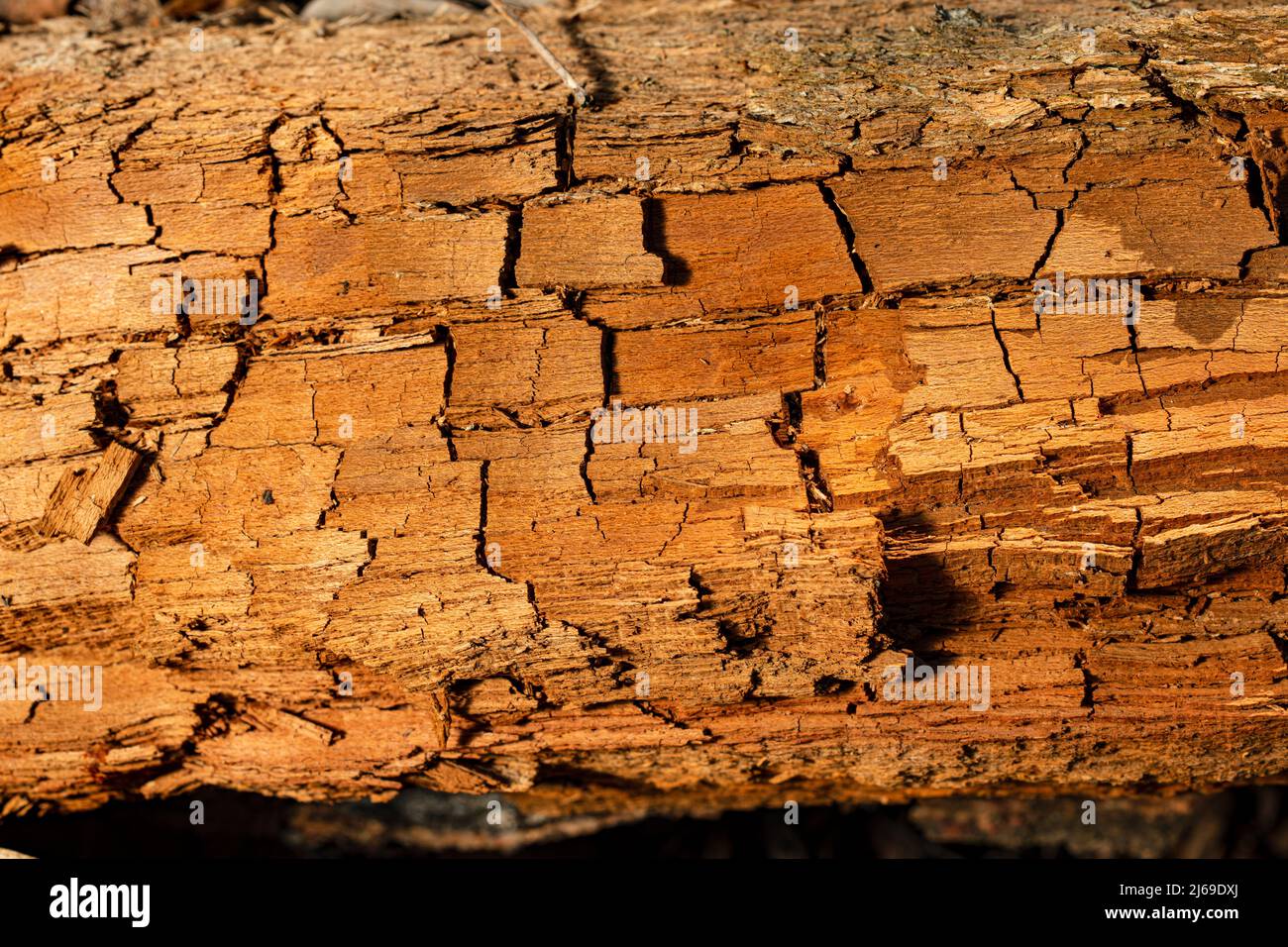 Alte gesprungene Baumstumpf. Alte Holzstruktur Stockfoto