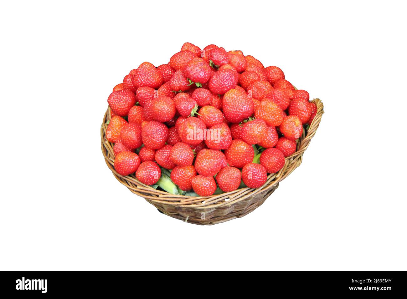 Ein Korb mit frisch geernteten roten Erdbeeren. Stockfoto