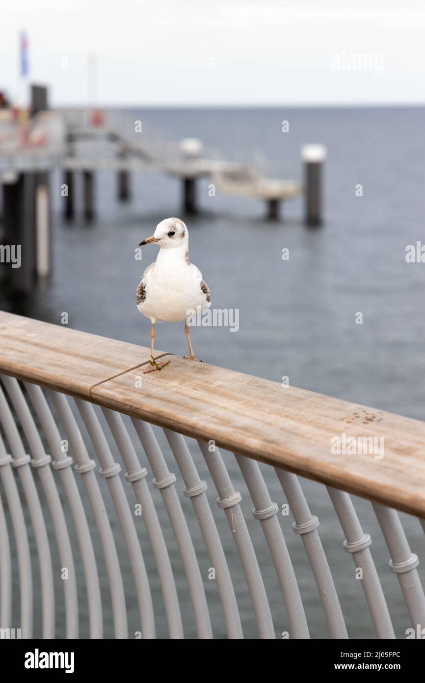 Eine weiße Möwe sitzt auf dem Geländer der neuen Seebrücke in Koserow auf der Insel Usedom. Stockfoto