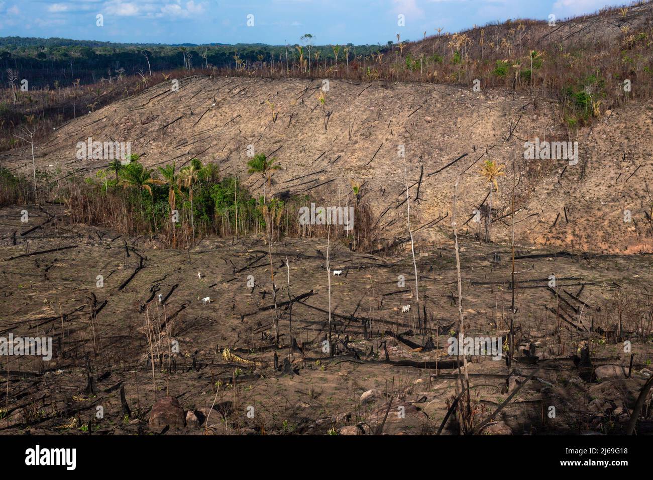 Amazonas-Regenwald illegale Abholzung. Rinderfarm verbrennen Waldbäume, um Weide in Amazonas, Brasilien zu öffnen. Landwirtschaft, Umwelt, Ökologie Konzept. Stockfoto