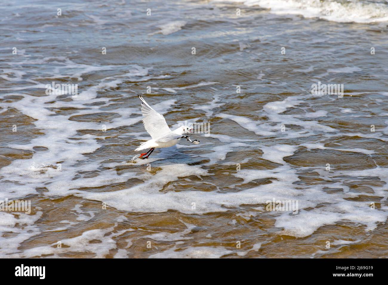 Viele Möwen am Strand der Ostsee auf der Suche nach Nahrung Stockfoto