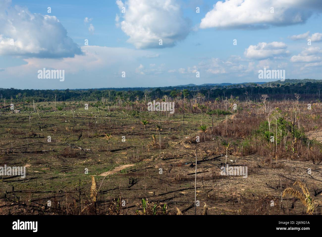 Amazonas-Regenwald illegale Abholzung. Rinderfarm verbrennen Waldbäume, um Weide in Amazonas, Brasilien zu öffnen. Landwirtschaft, Umwelt, Ökologie Konzept. Stockfoto