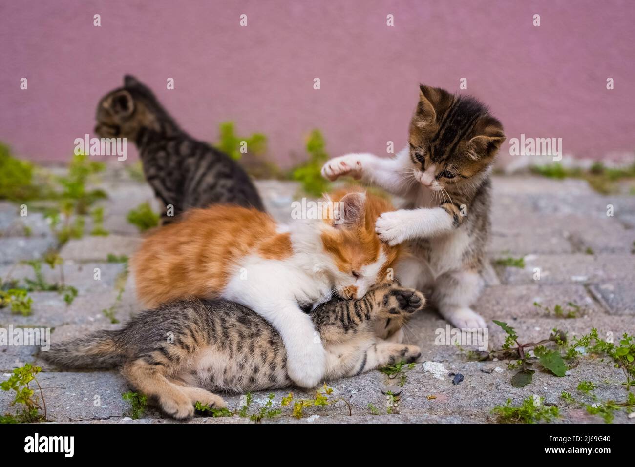 Eine Gruppe von vier kleinen Kätzchen spielt auf der Straße Stockfoto