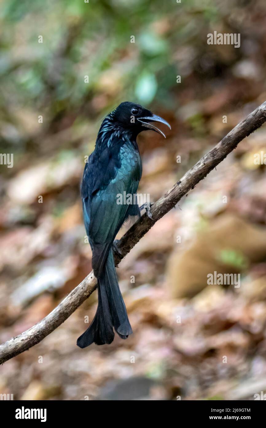 Bild von Hair Crested Drongo Vogel auf einem Baum Zweig auf Naturhintergrund. Tiere. Stockfoto