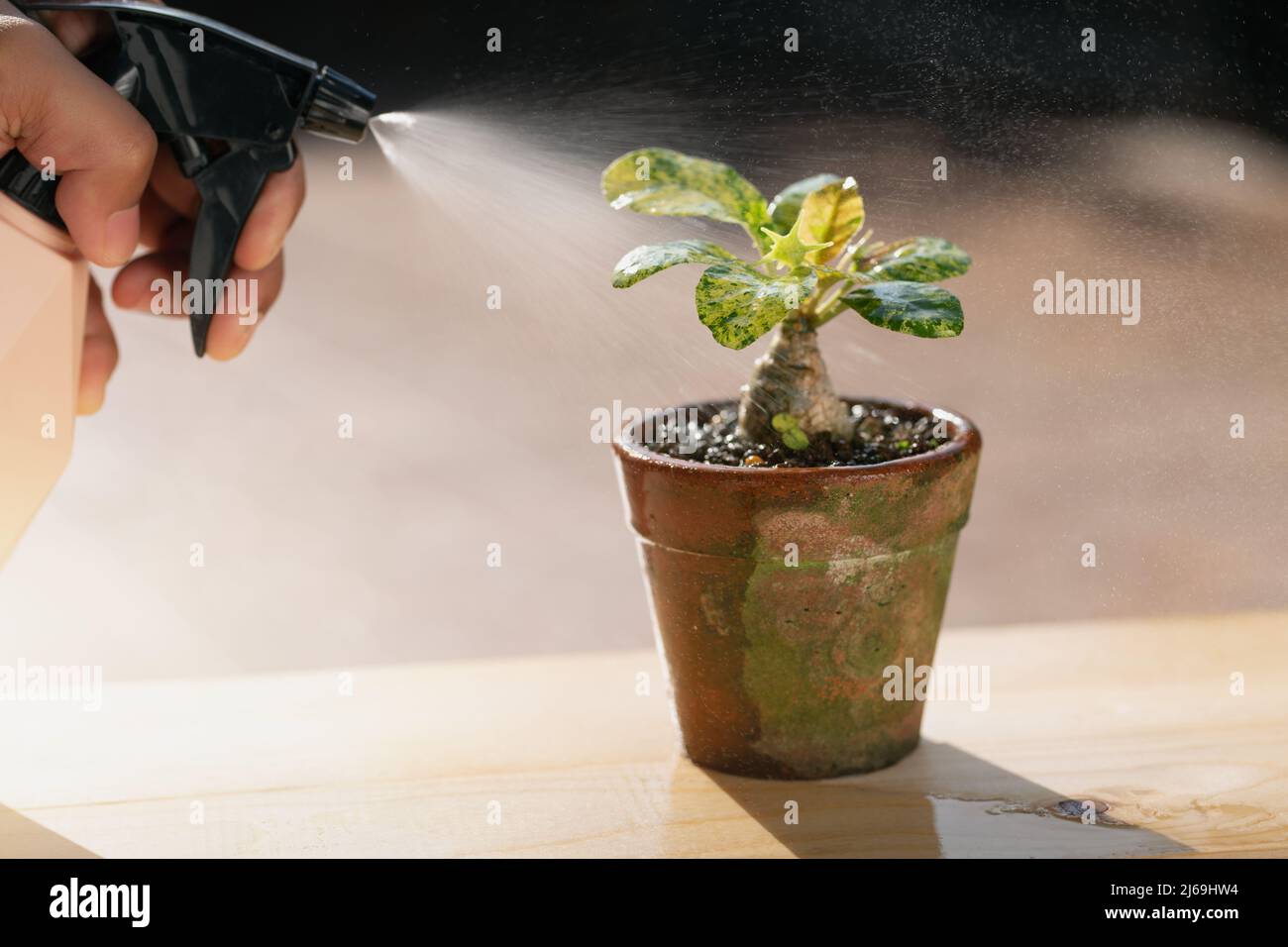 Pflege Von Zimmerpflanzen. Die Menschen sprühen Flüssigdünger für die Blattfütterung auf die dorstenia-Pflanze. Stockfoto