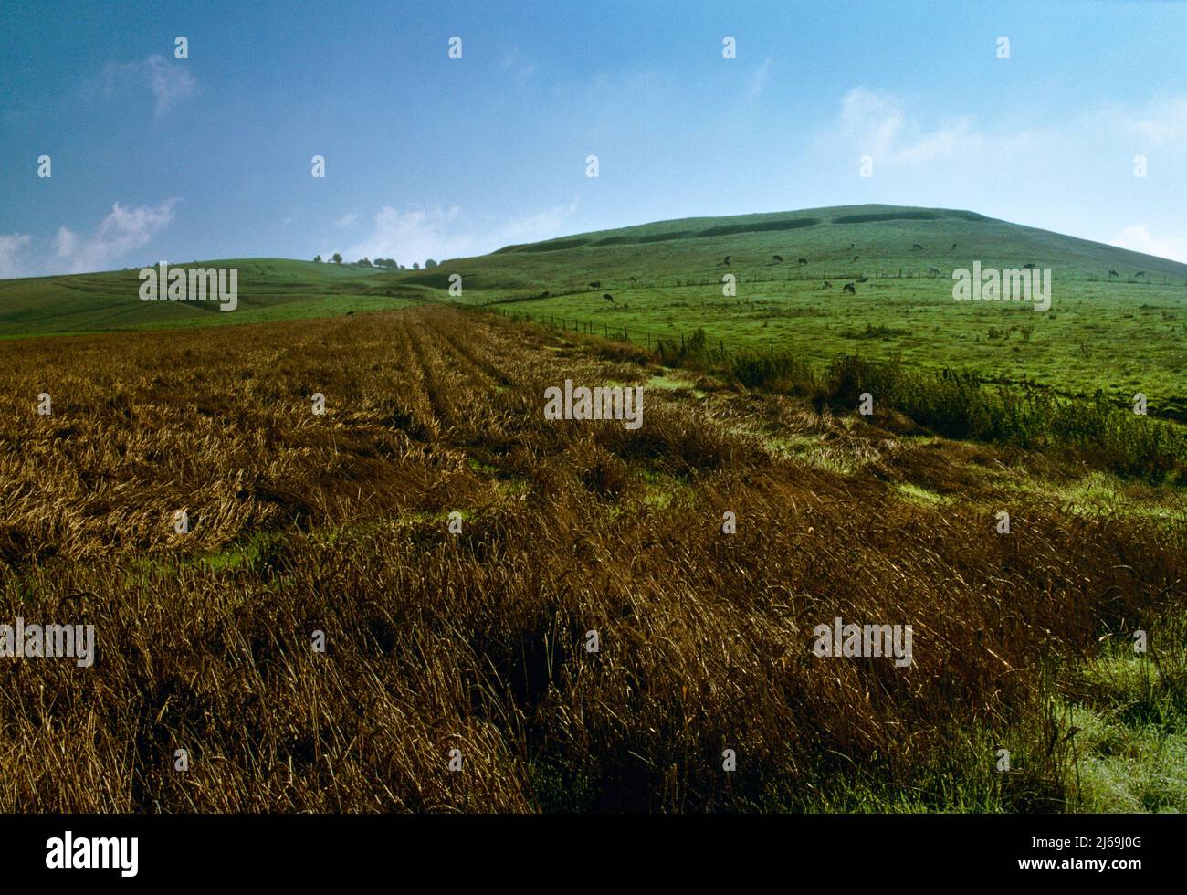 Ansicht E von Workway fuhr von Knap Hill Neolithische, kausevertierte Anlage auf einem abgerundeten Hügel mit Blick auf das Vale of Pewsey (nach R), Wiltshire, England, Großbritannien. Stockfoto