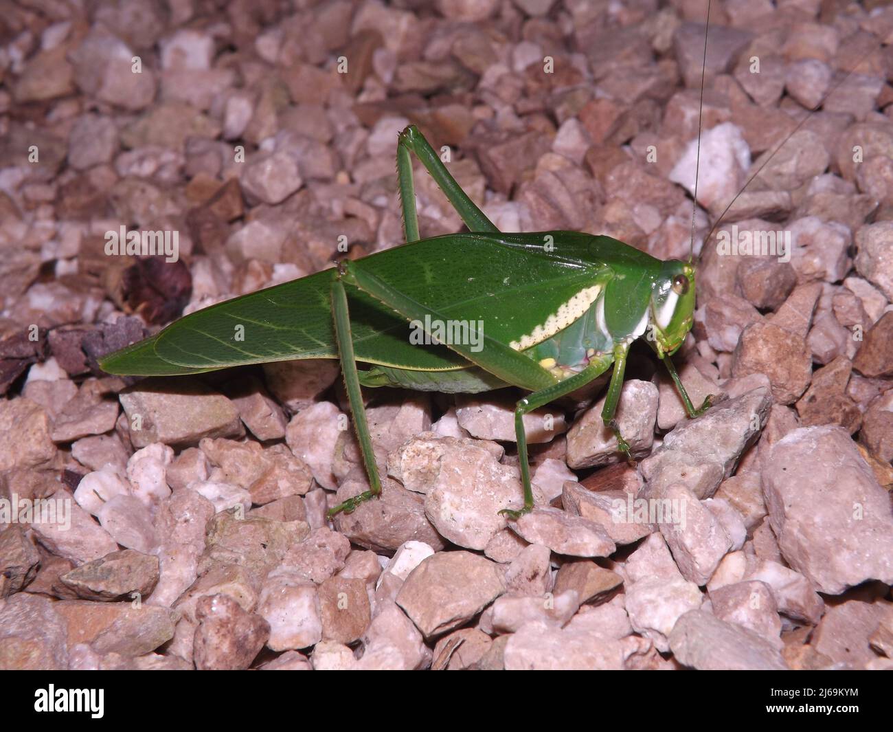 Koneköpfige Katydid (Familie Tettigoniidae) isoliert auf einem natürlichen dunklen Hintergrund aus dem Dschungel von Belize, Mittelamerika Stockfoto
