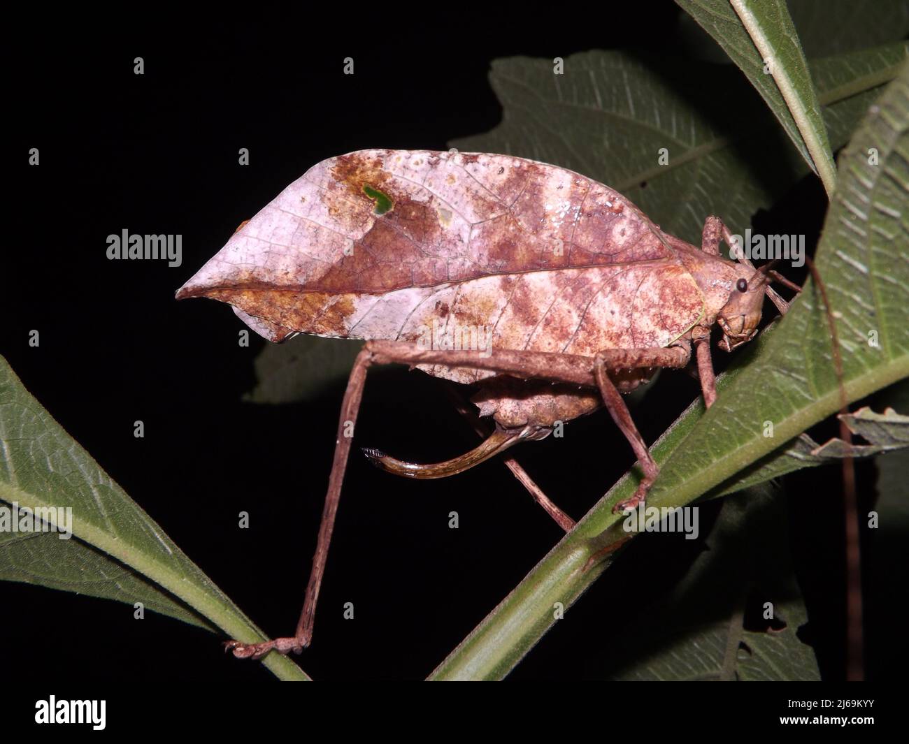 Das tote Blatt Katydid (Familie Tettigoniidae) imitiert ein totes Blatt, das auf einem natürlichen dunklen Hintergrund aus dem Dschungel von Belize, Mittelamerika, isoliert ist Stockfoto
