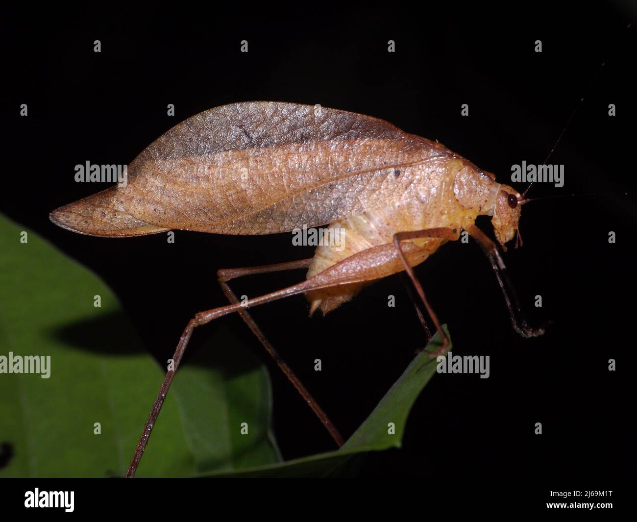 Das Weibchen Katydid (Familie Tettigoniidae) imitiert ein totes Blatt, das auf einem natürlichen dunklen Hintergrund aus dem Dschungel von Belize, Mittelamerika, isoliert ist Stockfoto