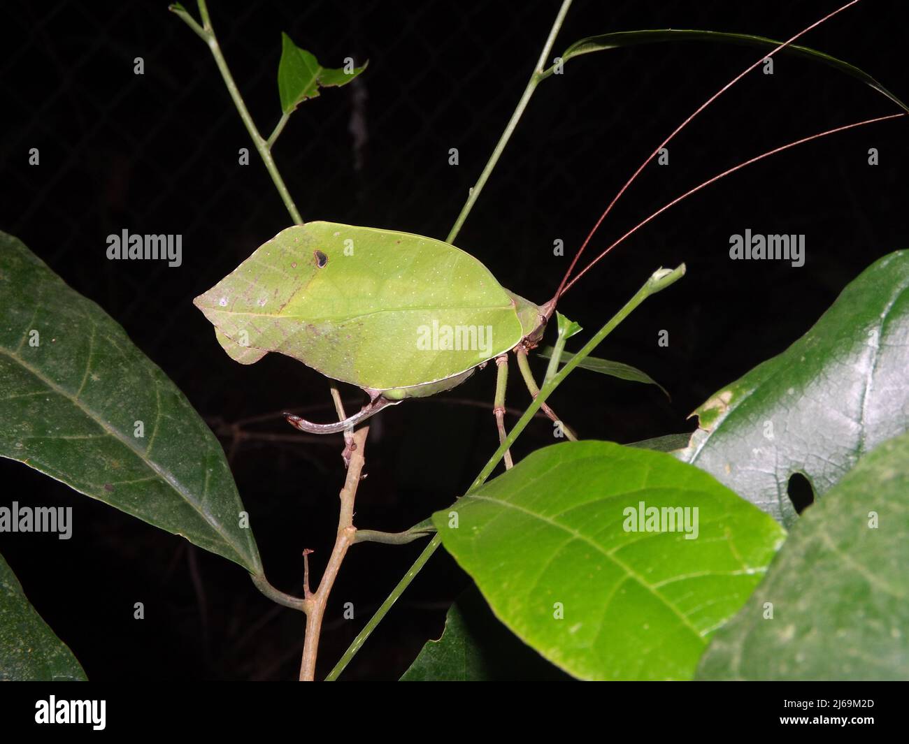 Grünes Blatt imitiert Katydid (Familie Tettigoniidae), isoliert auf einem natürlichen dunklen Hintergrund aus dem Dschungel von Belize, Mittelamerika Stockfoto