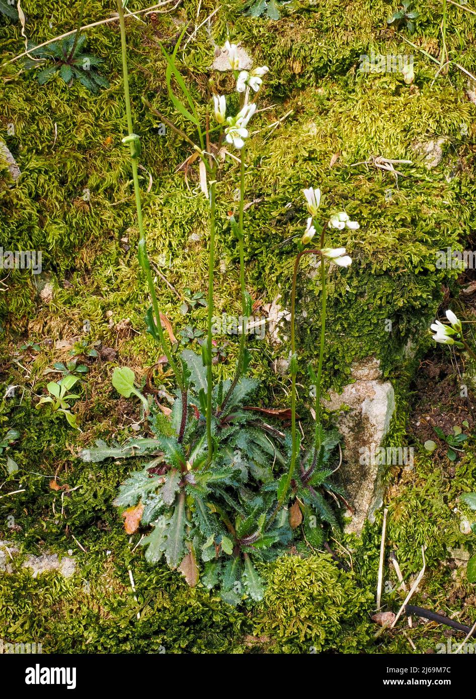 Der sehr seltene Bristol Rock Cress Arabis stricta oder A. scabra wächst auf moosigen Kalksteinfelsen in der Avon Gorge Bristol und ist damit der einzige britische Stonghold Stockfoto