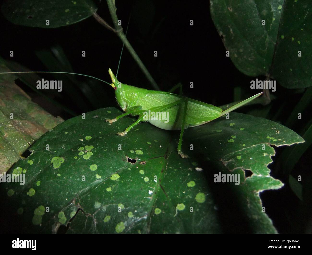 Katydid (Familie Tettigoniidae) isoliert auf einem natürlichen dunklen Blatthintergrund aus dem Dschungel von Belize, Mittelamerika Stockfoto
