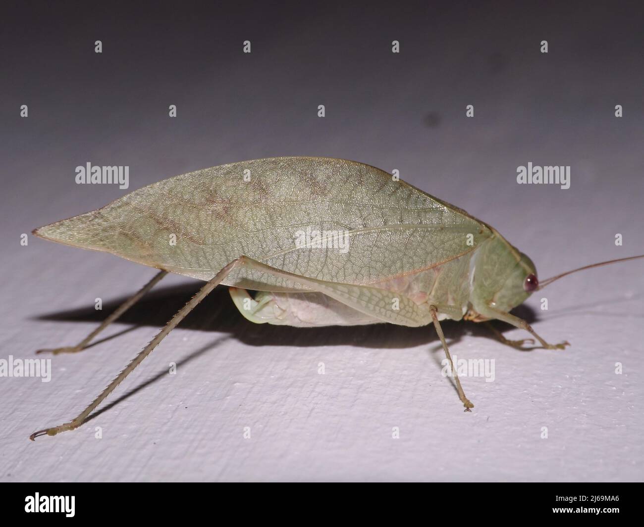 Katydid (Familie Tettigoniidae) isoliert auf weißem Hintergrund aus dem Dschungel von Belize, Mittelamerika Stockfoto