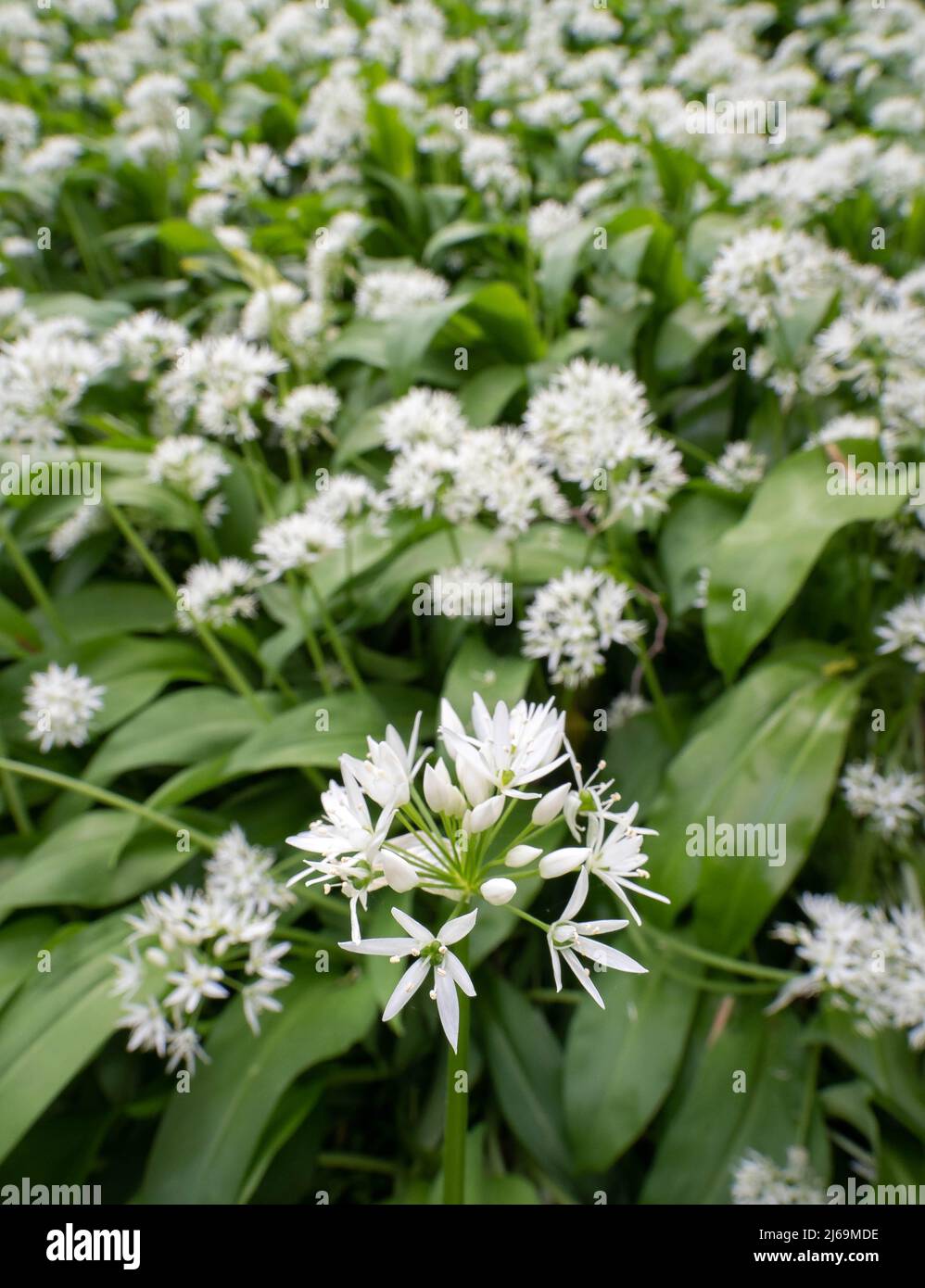 Bärlauch oder Ramsoms Allium ursinum, der im April in einem Somerset-Wald wächst Stockfoto