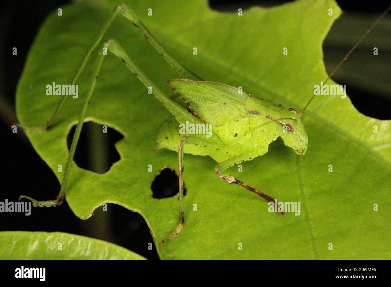 Katydid (Familie Tettigoniidae) Nymphe imitiert ein grünes Blatt, das auf einem natürlichen dunklen Hintergrund aus dem Dschungel von Belize, Mittelamerika, isoliert ist Stockfoto