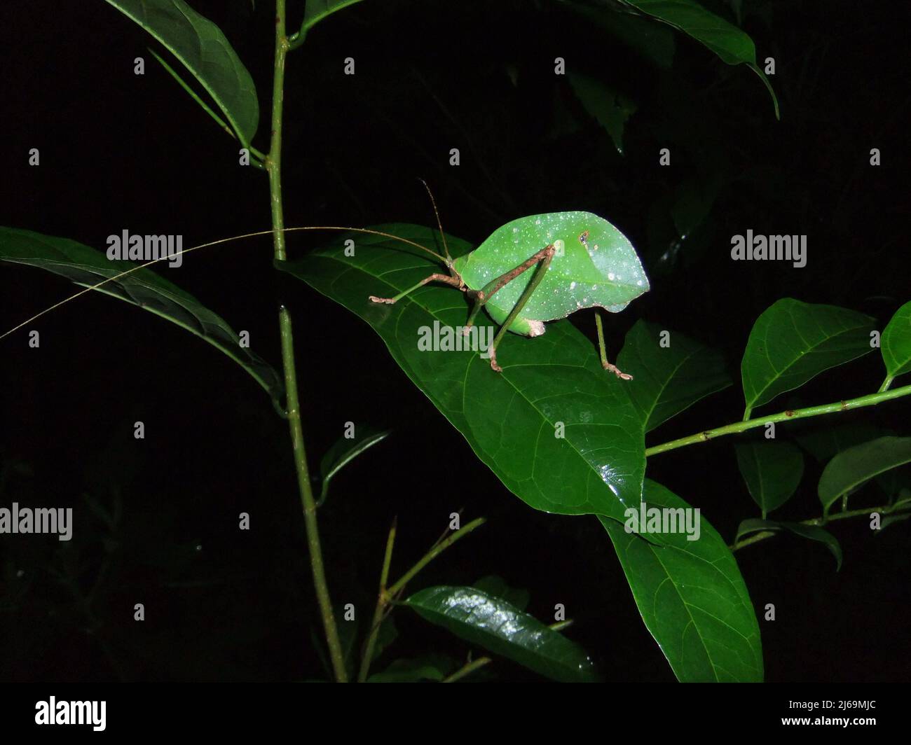 Katydid (Familie Tettigoniidae) mit langer Antenne isoliert auf einem natürlichen dunklen Hintergrund aus dem Dschungel von Belize, Mittelamerika Stockfoto