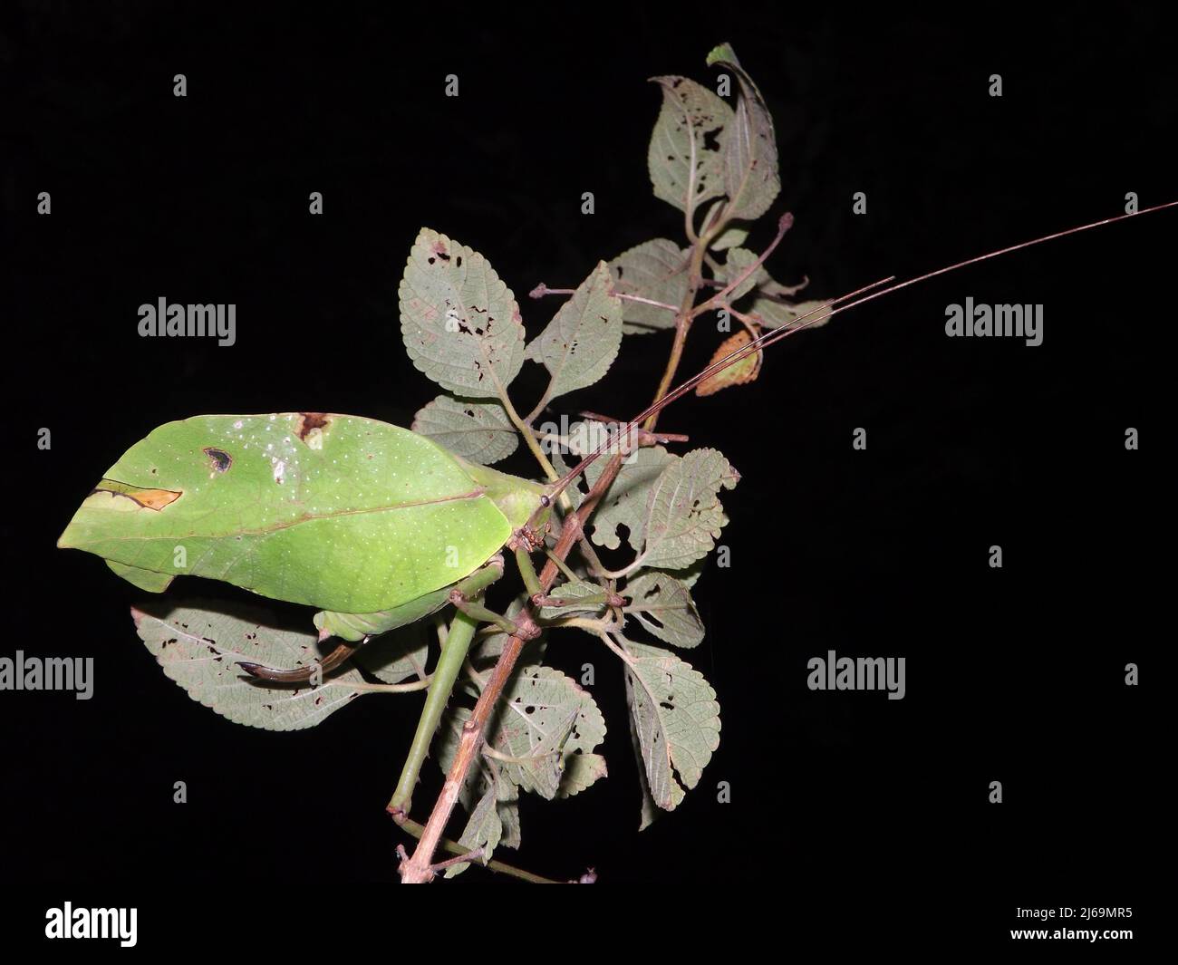 Blatmimimimike Katydid (Familie Tettigoniidae) isoliert auf einem natürlichen dunklen Hintergrund aus dem Dschungel von Belize, Mittelamerika Stockfoto