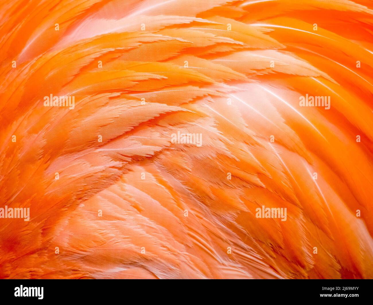 Nahaufnahme der Vogelfedern von Pink Flamigo Stockfoto