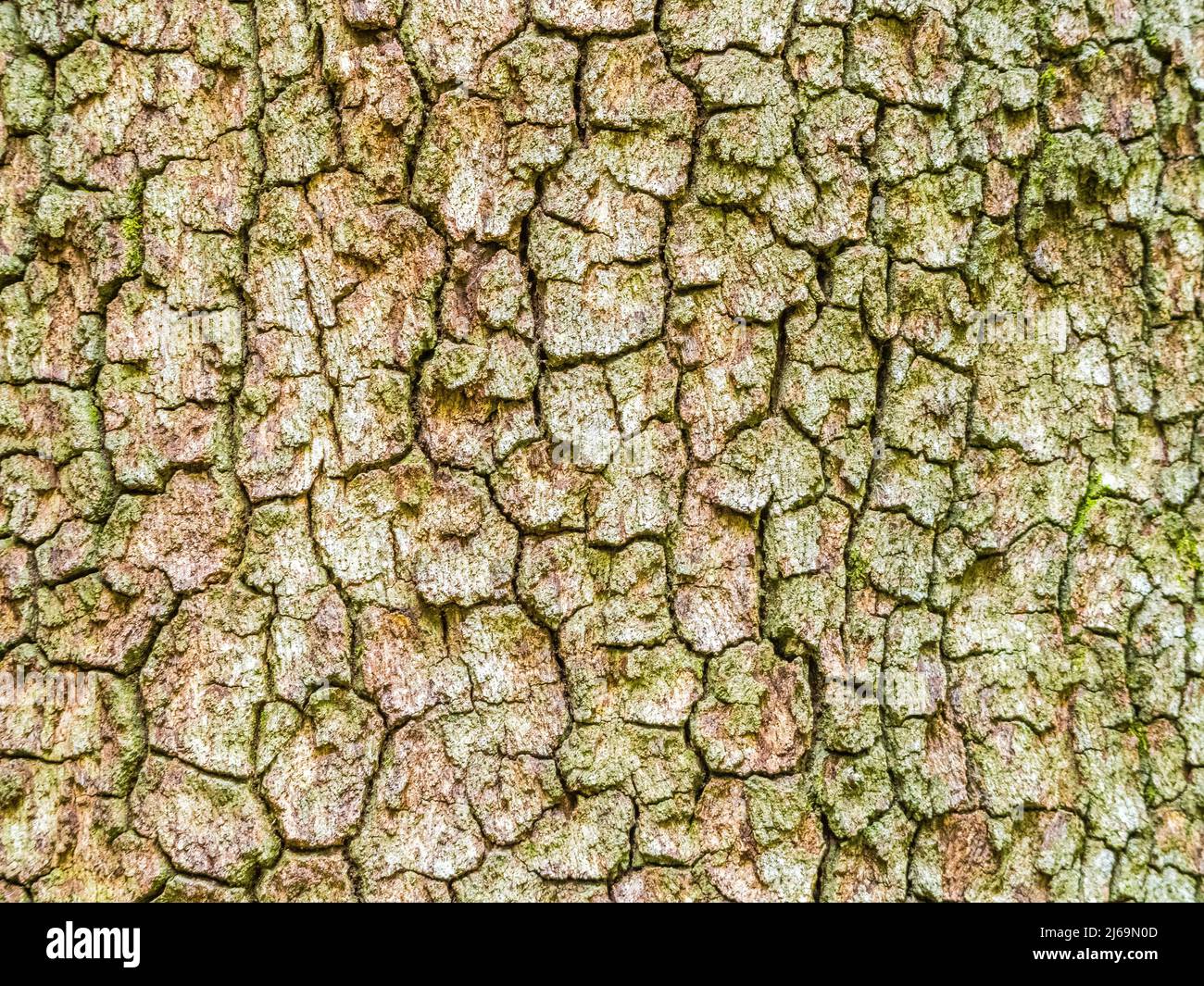 Nahaufnahme von rauher rissiger Baumrinde Stockfoto