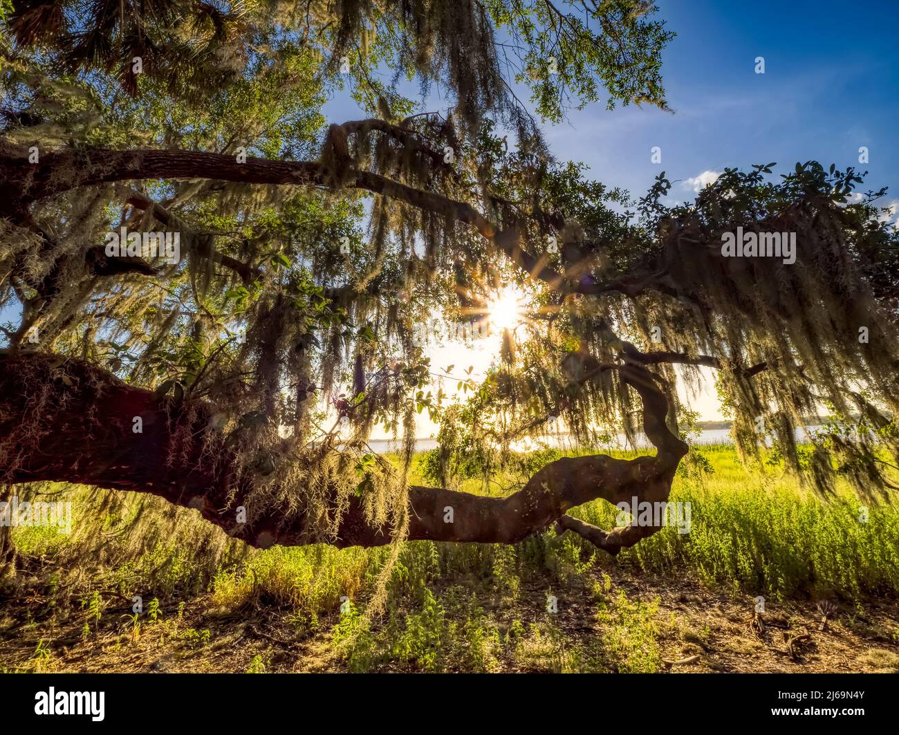 Spanischer Moos auf einer Live-Eiche, wobei die Sonne im Myakka River State Park in der US-amerikanischen Stadt Sasota, Florida, scheint Stockfoto